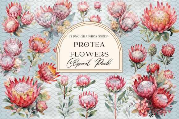 Watercolor Protea Flower Illustrations for Modern Branding